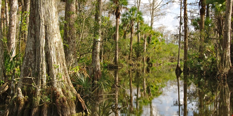 Alligator family - Mother alligator carries her child alligator safely in river water, everglades, florida