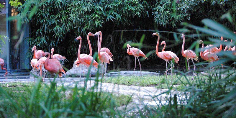 Two Giant pandas playing together in the oldest zoo in the world, the Tiergarten of Vienna